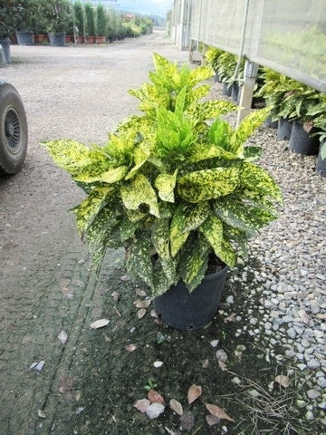  Broodboom (Aucuba Japonica 'Crotonifolia')