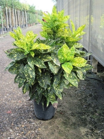  Broodboom (Aucuba Japonica 'Crotonifolia')