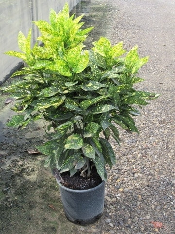  Broodboom (Aucuba Japonica 'Crotonifolia')