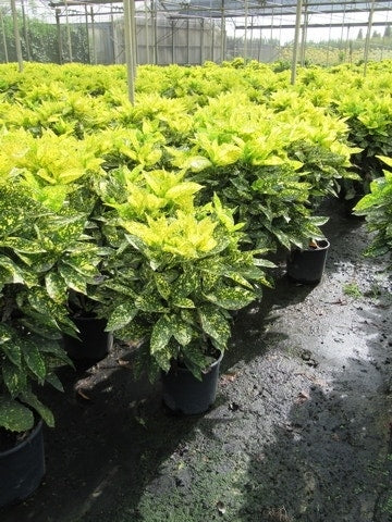  Broodboom (Aucuba Japonica 'Crotonifolia')