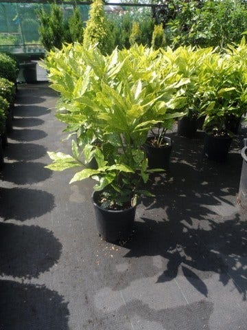  Broodboom (Aucuba Japonica 'Crotonifolia')