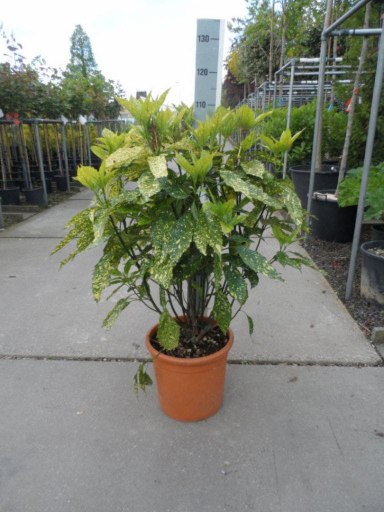  Broodboom (Aucuba Japonica 'Crotonifolia')