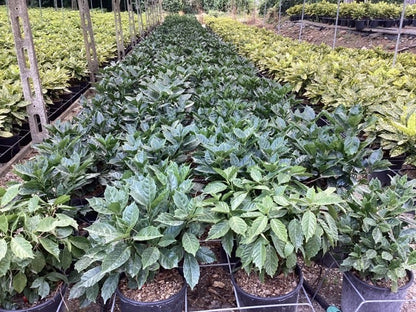  Broodboom (Aucuba Japonica 'Rozannie')