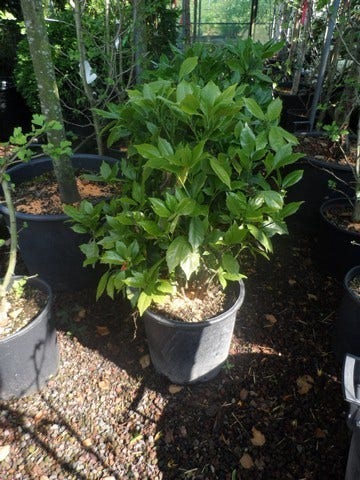  Broodboom (Aucuba Japonica 'Rozannie')
