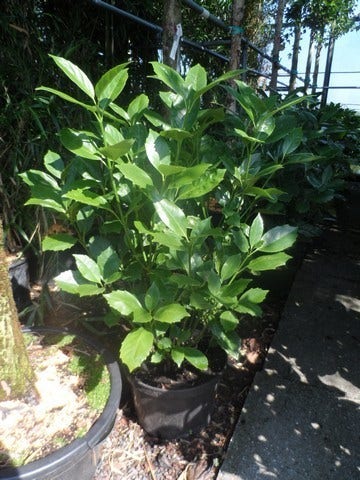  Broodboom (Aucuba Japonica 'Rozannie')