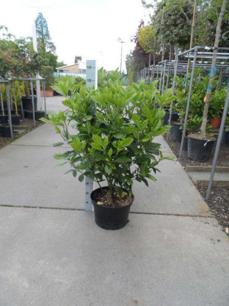  Broodboom (Aucuba Japonica 'Rozannie')