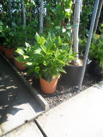  Broodboom (Aucuba Japonica 'Rozannie')