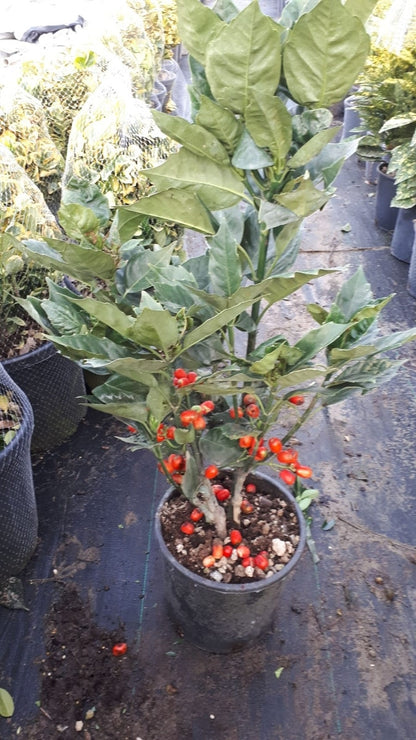  Broodboom (Aucuba Japonica 'Rozannie')