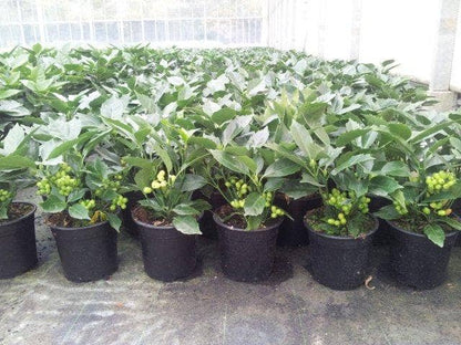  Broodboom (Aucuba Japonica 'Rozannie')
