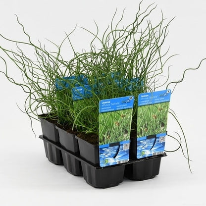  Kurkentrekkersgras (Juncus Effusus 'Spiralis')