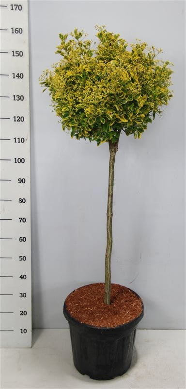  Kardinaalshoed Op Stam (Euonymus Japonicus 'Aureus')
