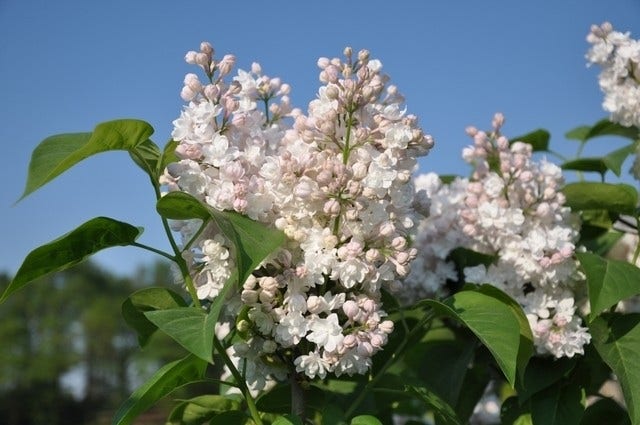  Sering (Syringa Vulgaris 'Beauty Of Moscow')