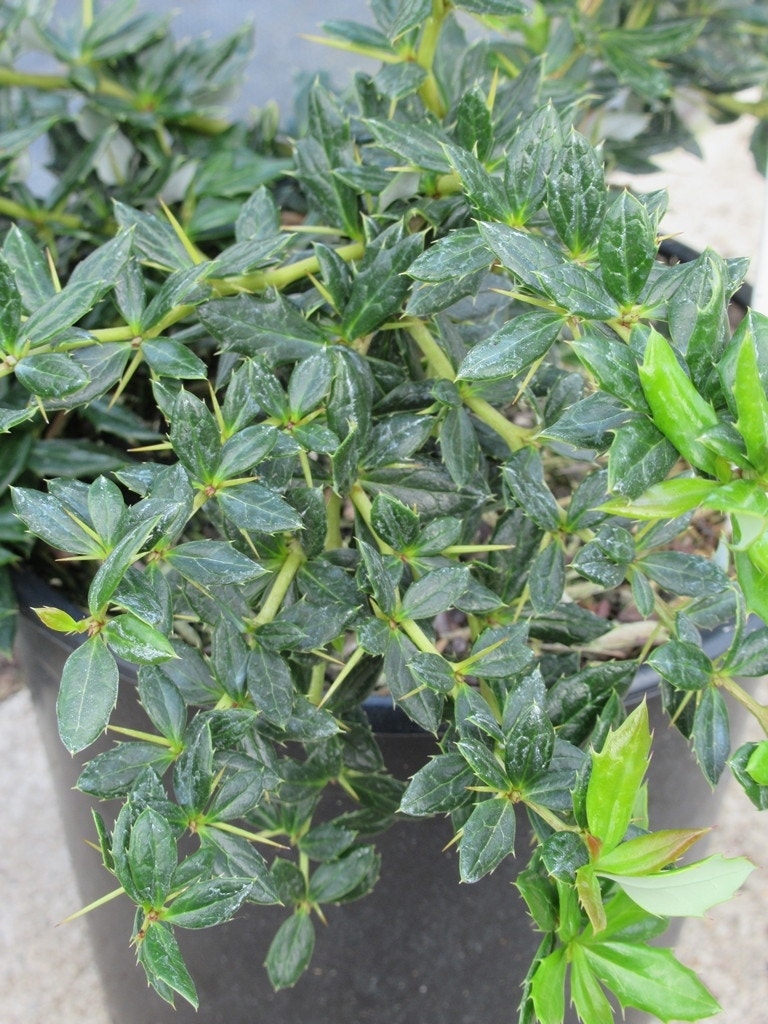  Zuurbes (Berberis Frikartii 'Amstelveen')