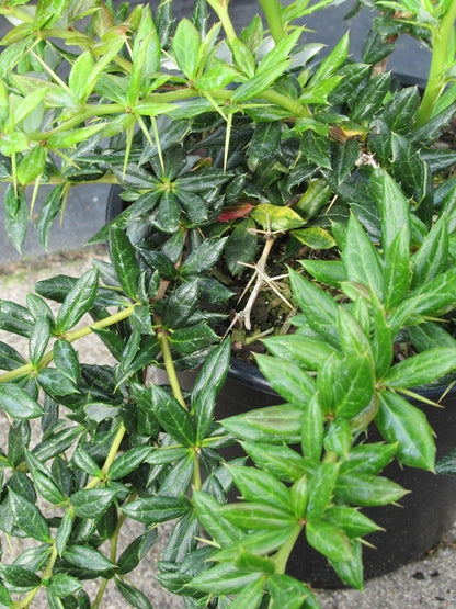  Zuurbes (Berberis Frikartii 'Telstar')