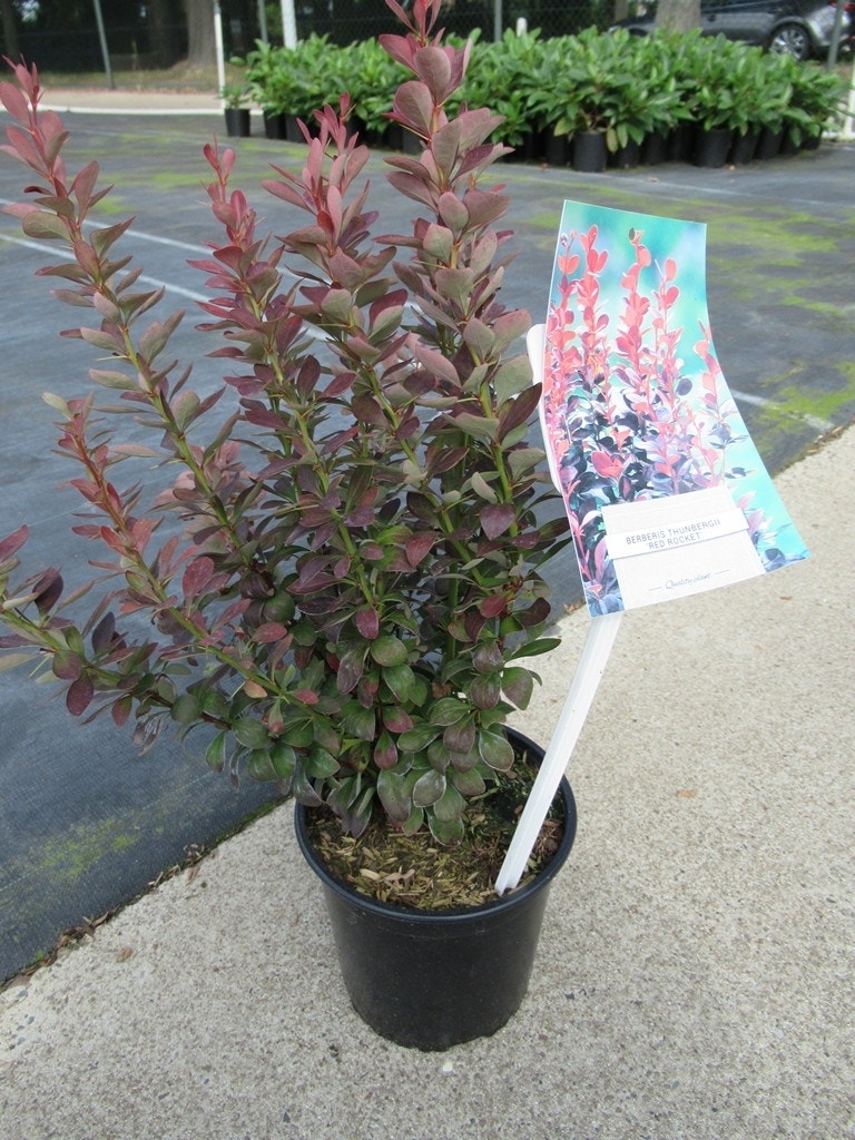  Zuurbes (Berberis 'Red Rocket')