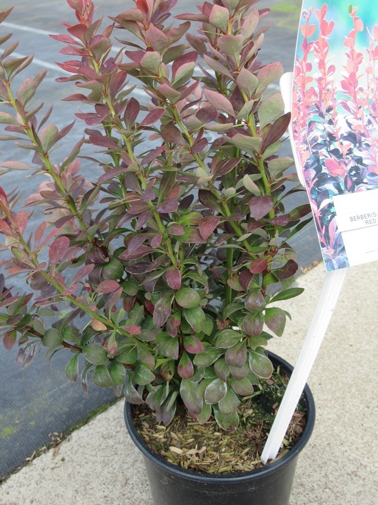  Zuurbes (Berberis 'Red Rocket')