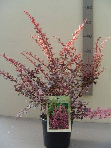  Zuurbes (Berberis Thunbergii Rose Glow)