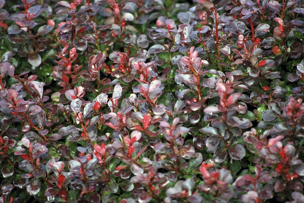  Zuurbes (Berberis Thunbergii 'Atropurpurea Nana')
