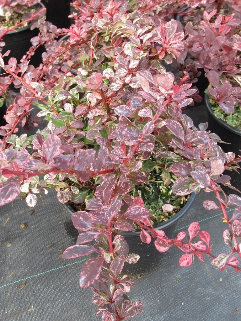  Zuurbes (Berberis Thunbergii Rose Glow)