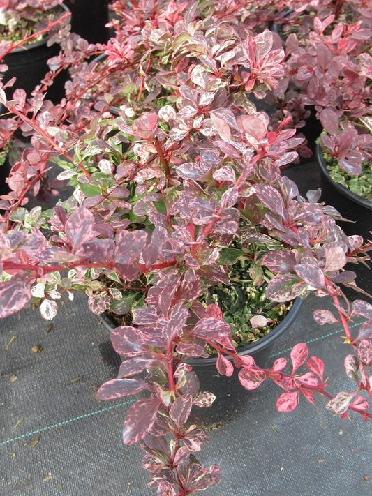  Zuurbes (Berberis Thunbergii Rose Glow)