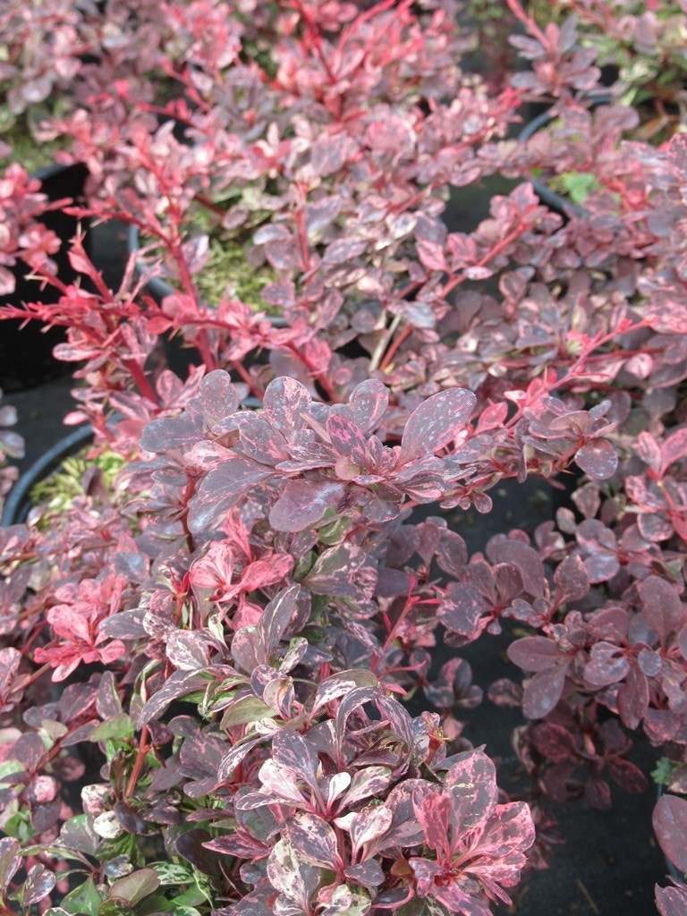  Zuurbes (Berberis Thunbergii Rose Glow)