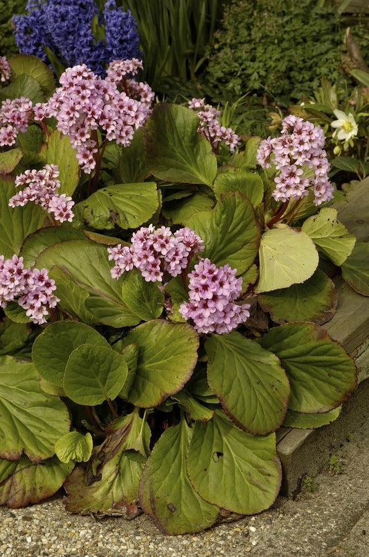  Schoenlappersplant (Bergenia Cordifolia 'Purpurea')