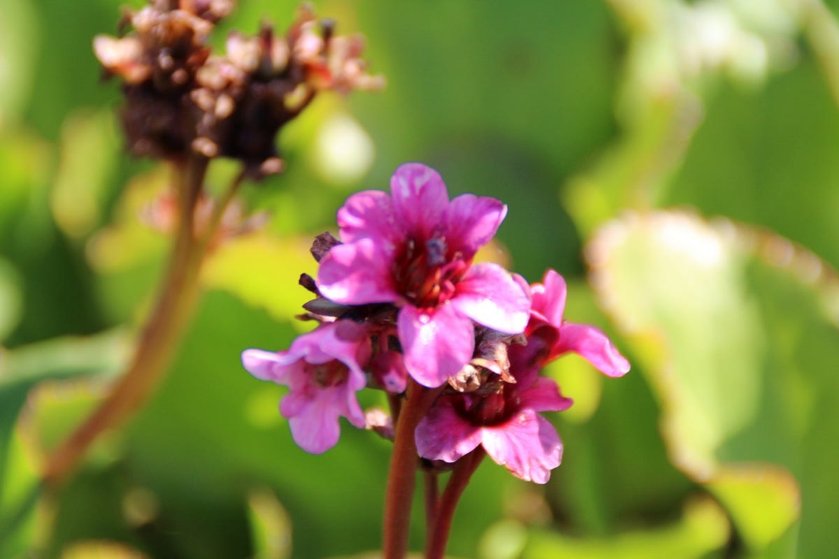  Schoenlappersplant (Bergenia 'Morgenröte')