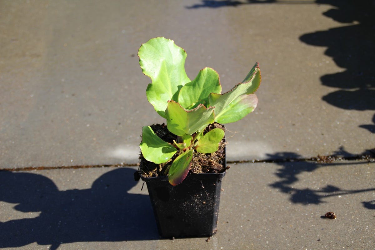  Schoenlappersplant (Bergenia 'Morgenröte')