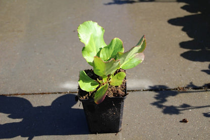  Schoenlappersplant (Bergenia 'Morgenröte')