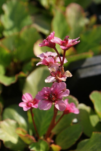  Schoenlappersplant (Bergenia 'Morgenröte')