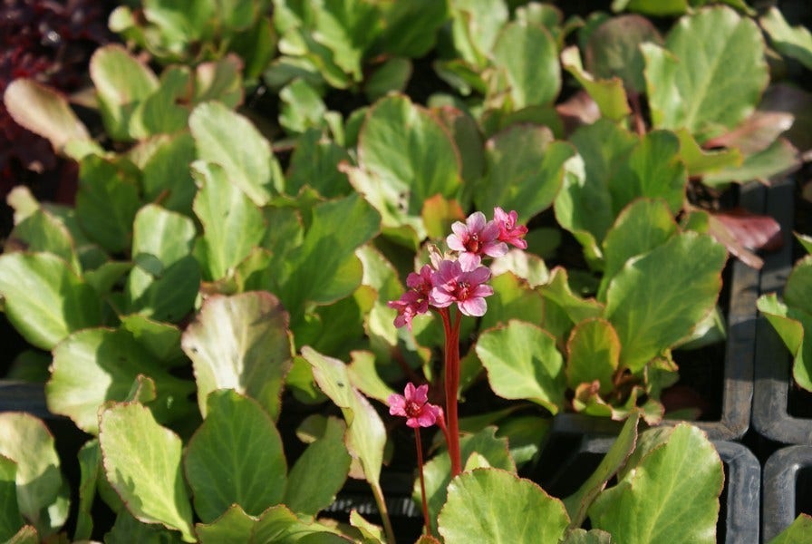  Schoenlappersplant (Bergenia 'Morgenröte')