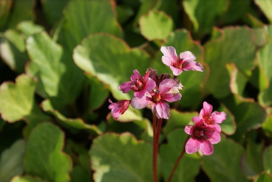  Schoenlappersplant (Bergenia 'Morgenröte')
