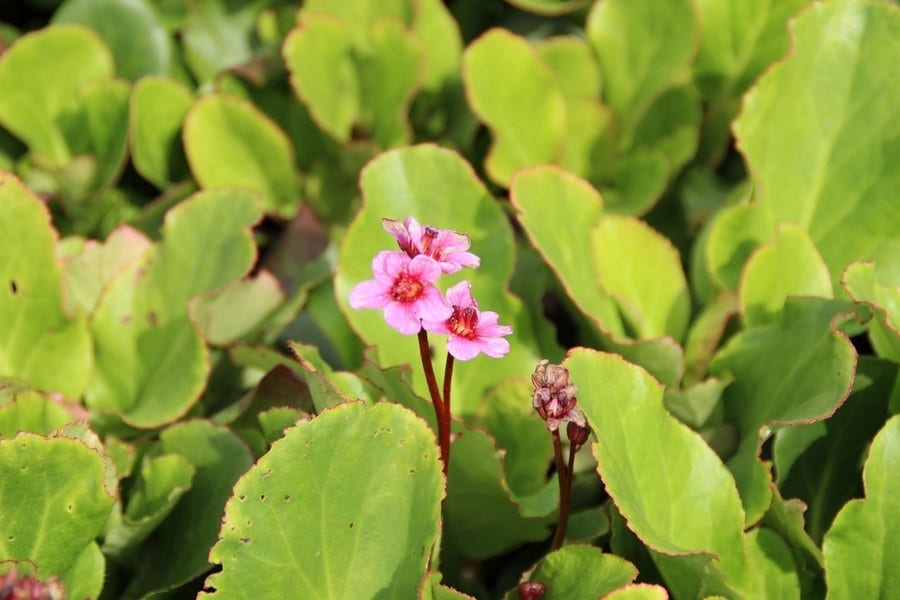  Schoenlappersplant (Bergenia 'Morgenröte')