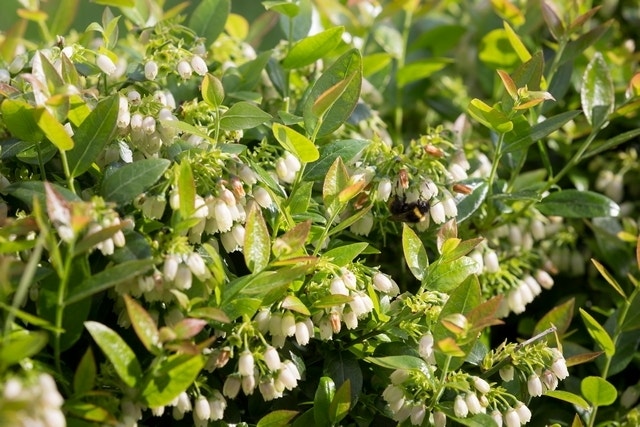  BerryBux Blauwe Bes (Vaccinium Angustifolium ’BerryBux')