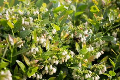  BerryBux Blauwe Bes (Vaccinium Angustifolium ’BerryBux')