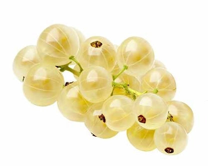  Witte Bes Ribes Rubrum 'Witte Hollander' Op Stam