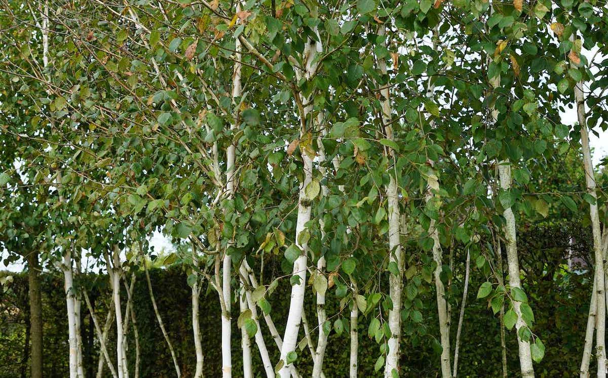  Berk (Betula Pendula 'Magical Globe')