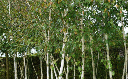  Berk (Betula Pendula 'Magical Globe')