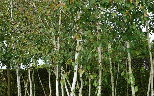  Berk (Betula Pendula 'Magical Globe')