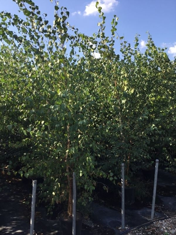  Meerstammige Berk (Betula Pendula)