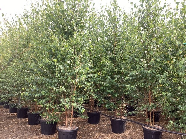  Meerstammige Berk (Betula Pendula)