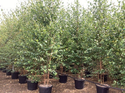  Meerstammige Berk (Betula Pendula)