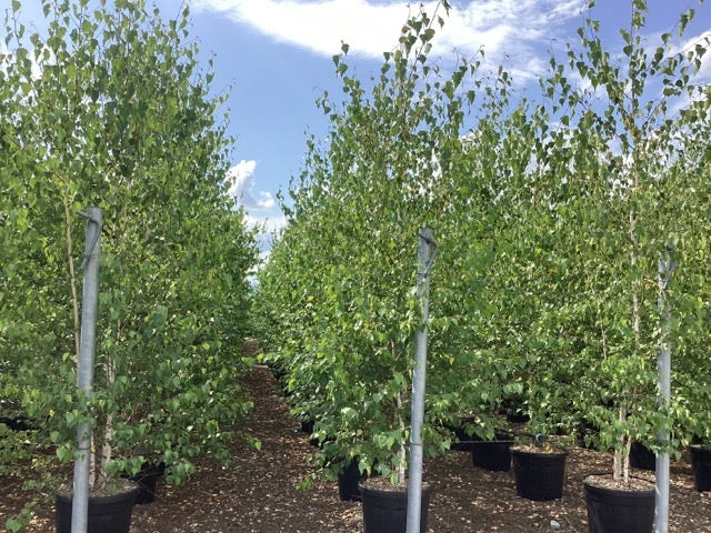  Meerstammige Berk (Betula Pendula)