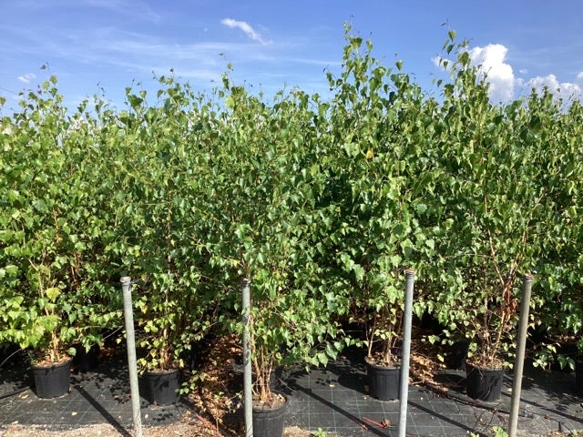  Meerstammige Berk (Betula Pendula)