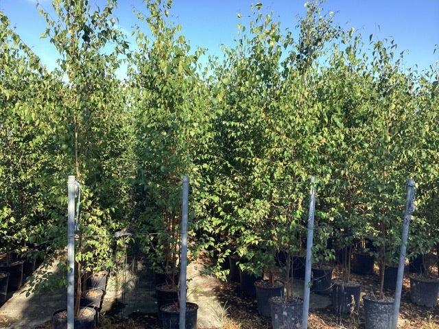  Meerstammige Berk (Betula Pendula)
