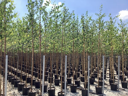  Ruwe Berk (Betula Pendula)