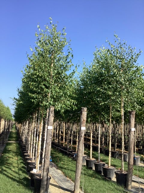  Ruwe Berk (Betula Pendula)