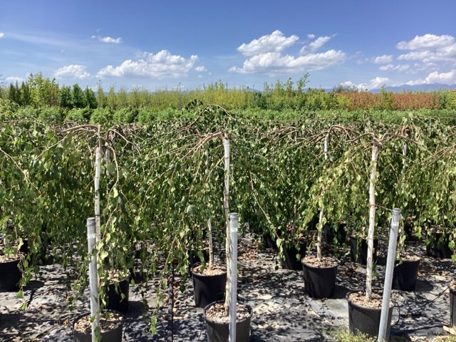  Prieelberk (Betula Pendula 'Youngii')