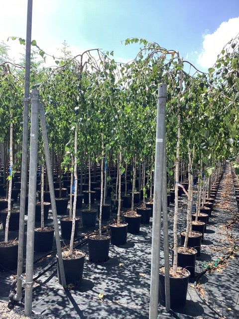  Prieelberk (Betula Pendula 'Youngii')