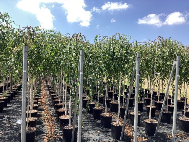  Prieelberk (Betula Pendula 'Youngii')